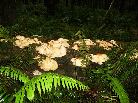 Spotting Image 1