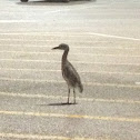 Yellow-crowned Night Heron