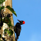 White-bellied Woodpecker