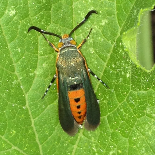 Squash Vine Borer Moth 