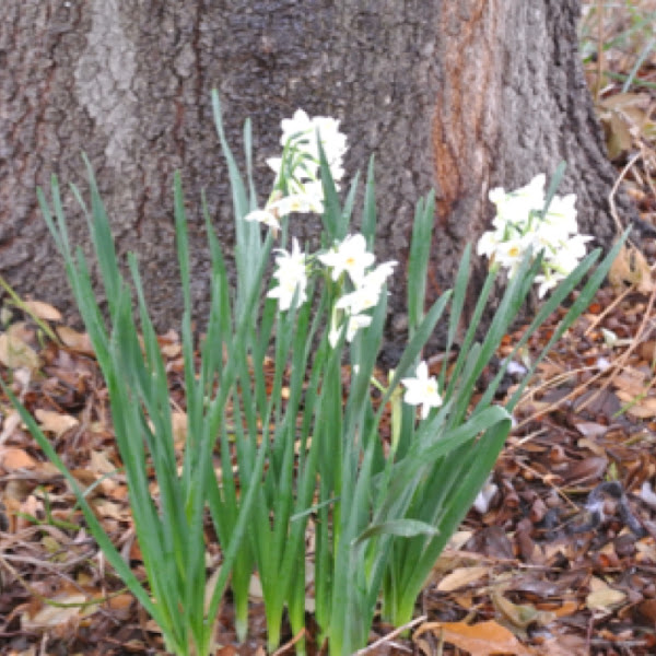 Jonquil, Tazetta daffodils Project Noah