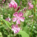 Red campion