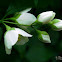 Sweet Mock-orange / Jaśminowiec wonny