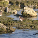 Ringed Plover