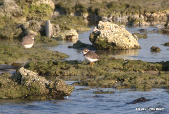 Spotting Image 1