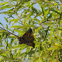Monarch Butterfly