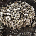 Barnacles