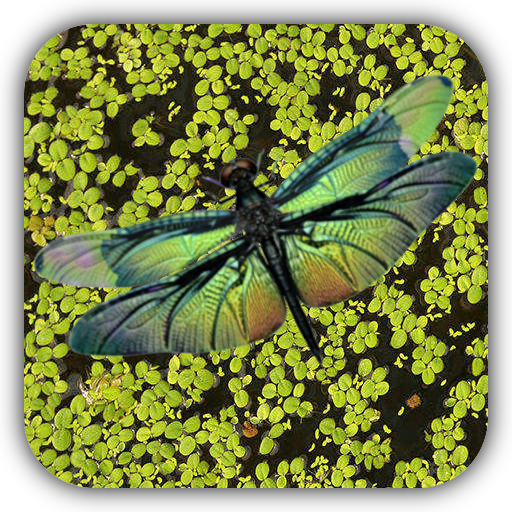 Dragonfly Live Wallpaper LOGO-APP點子