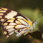 Meadow White