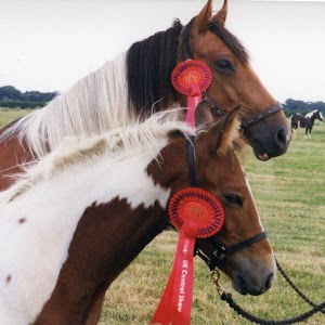 FREE Essential Horse Care Quiz.apk 1.0