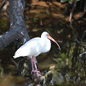White Ibis