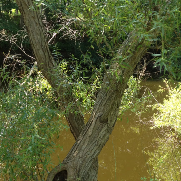 Spotting Image 1