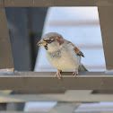 House Sparrow