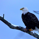 Bald Eagle