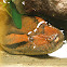 Anaconda Verde / Green Anaconda