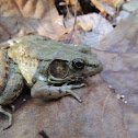 Bronze frog