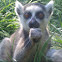 Ring-tailed Lemur