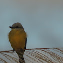 Tropical Kingbird