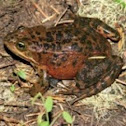 Oregon spotted frog
