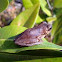 Pine Woods Treefrog