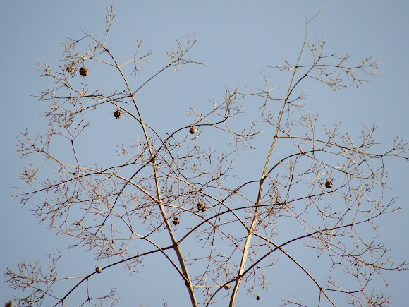 Spotting Image 1