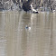 Horned Grebe