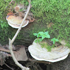 Fungi