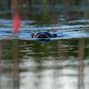 Neotropical river otter