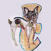 toyfox_terrier_color.jpg