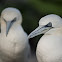 Gannets