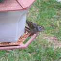 Chipping Sparrow