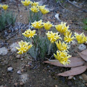 Bristly Cottonheads