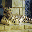 White Tiger