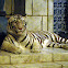 White Tiger