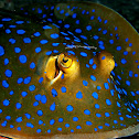 Blue-spotted Ray 