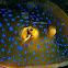 Blue-spotted Ray 