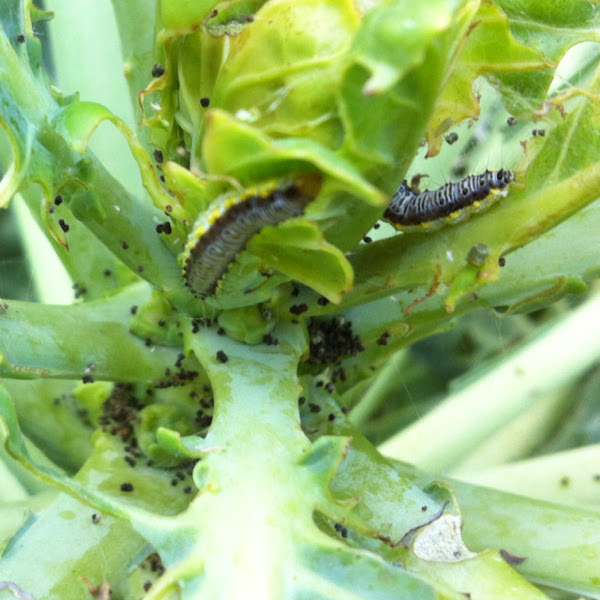 Cabbage leaf eater Project Noah