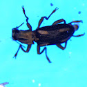 Riffle Beetle