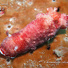 Reticulated Chromodoris