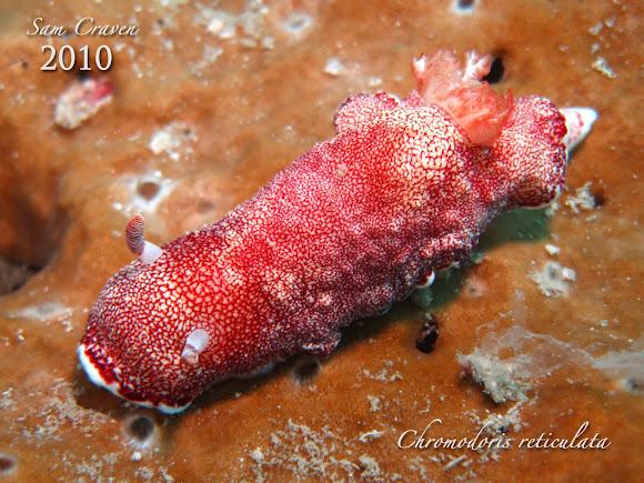 Spotting Image 1