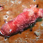 Reticulated Chromodoris
