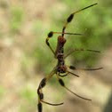 Banana spider/golden silk orb weaver