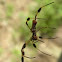 Banana spider/golden silk orb weaver