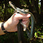 Black Racer