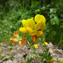 Bird's Foot Trefoil, Hornklee