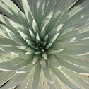 Mauna Kea Silversword