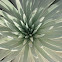 Mauna Kea Silversword