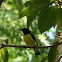 Purple-Rumped Sunbird - Male