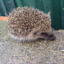 Hedgehog