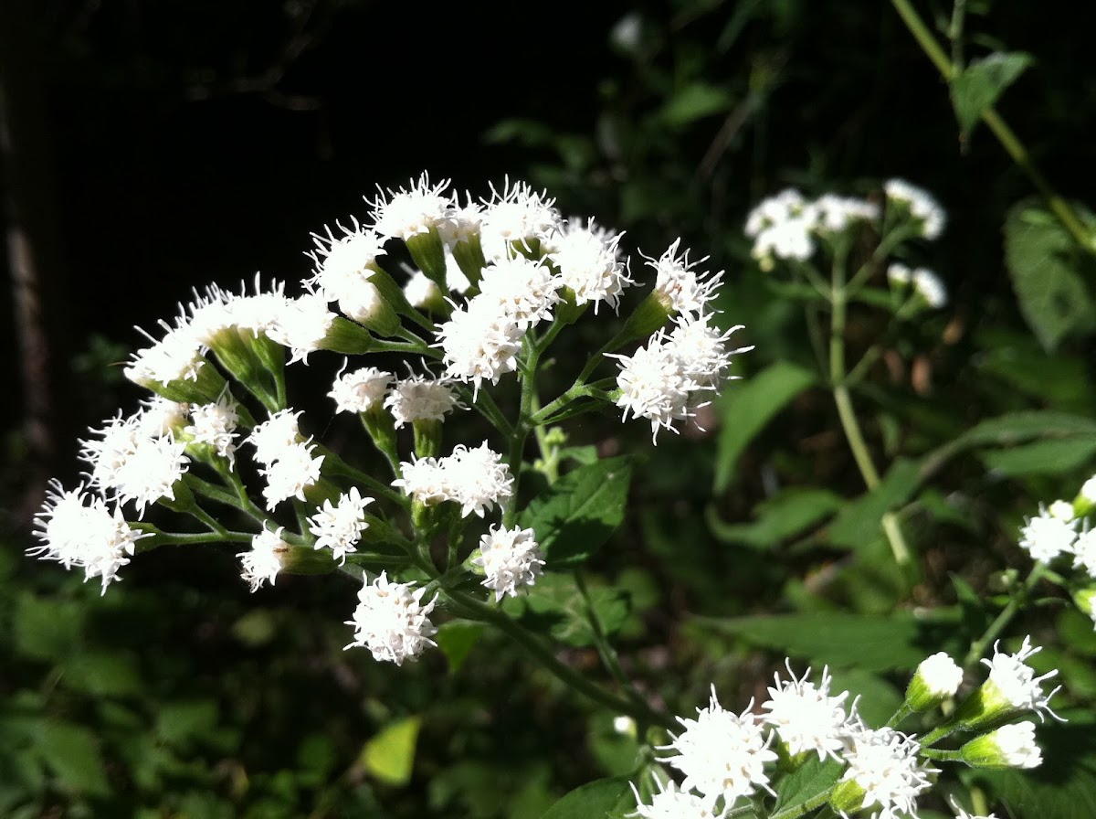 White Snakeroot